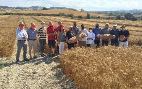 Els assistents a l'acte de la sega a Santa Coloma de Queralt. FOTO: CEDIDA.