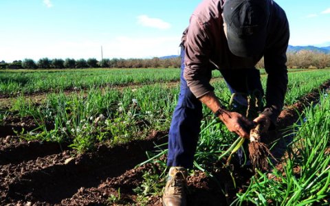 Una imatge de la collita de calçots de la temporada passada. FOTO: ACN.