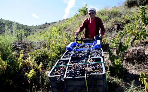 Un pagès fent la verema a Porrera. FOTO: ACN.