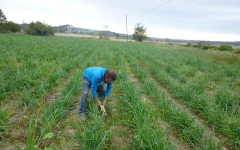 Un pagès collint calçots. FOTO: ACN.