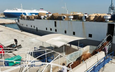 Una foto de l'operativa  de càrrega de xais vius al Port de Tarragona. FOTO: ACN.