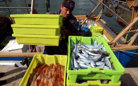 Un mariner descarrega caixes de peix al Serrallo. FOTO: ACN.