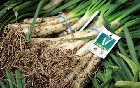 El calçot amb Indicació Geogràfica Protegida Calçot de Valls és el més apreciat. FOTO: CEDIDA.