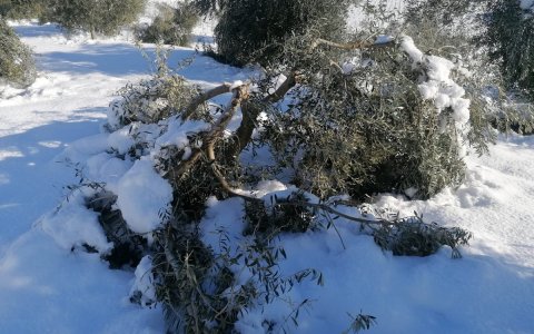 Una olivera trencada per la nevada. FOTO: ACN.