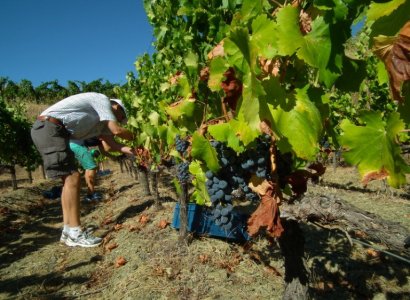 La verema 2017 ha registrat caigudes d'entre un 20 i un 40% en la recollida del raïm, però els productors asseguren que els vins que en sortiran seran excel·lents.