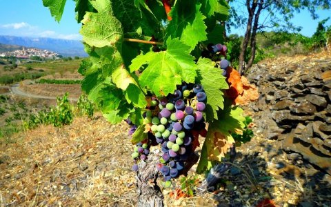 Los caldos del Priorat son los preferidos para los clientes en Internet. FOTO: CEDIDA.