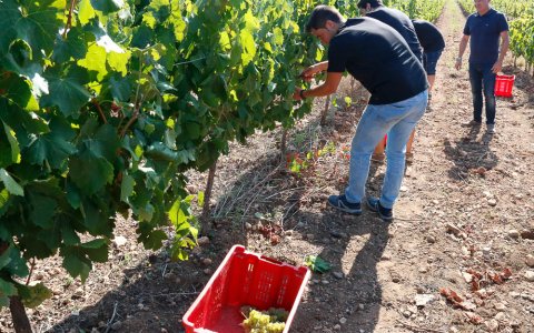 Las actividades agroalimentarias como la vitivinícola son muy sensibles a las transformaciones climáticas y necesitan la máxima información para adaptar sus procesos. FOTO: